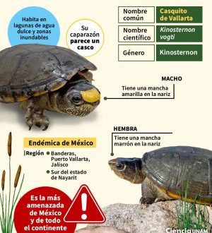 ar_tortuga_casquito_03_04042025