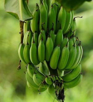 banana-8719086_1280