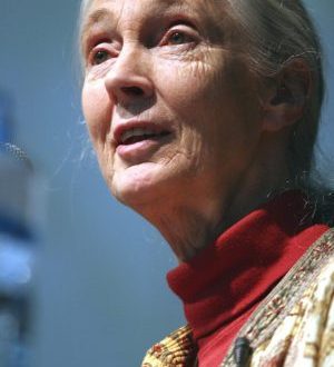 Muere a los 91 años la etóloga británica Jane Goodall, experta mundial en chimpancés