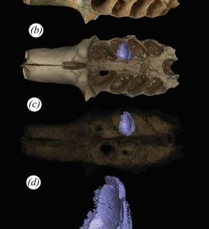 Hallan nidos fósiles de abejas construidos en las mandíbulas de mamíferos prehistóricos