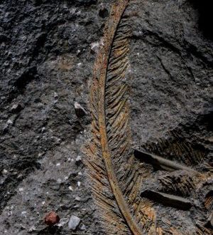 Una pluma de buitre fosilizada demuestra que la roca volcánica preserva tejidos animales