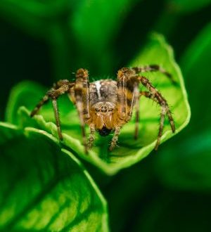 pexels-david-bartus-43782-602303