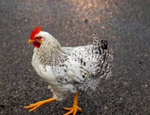 Las gallinas se sonrojan según sus emociones, apunta un estudio